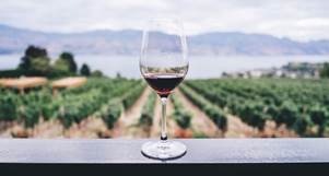 copa de vino transparente con vistas al huerto durante el día