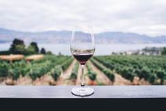copa de vino transparente con vistas al huerto durante el da